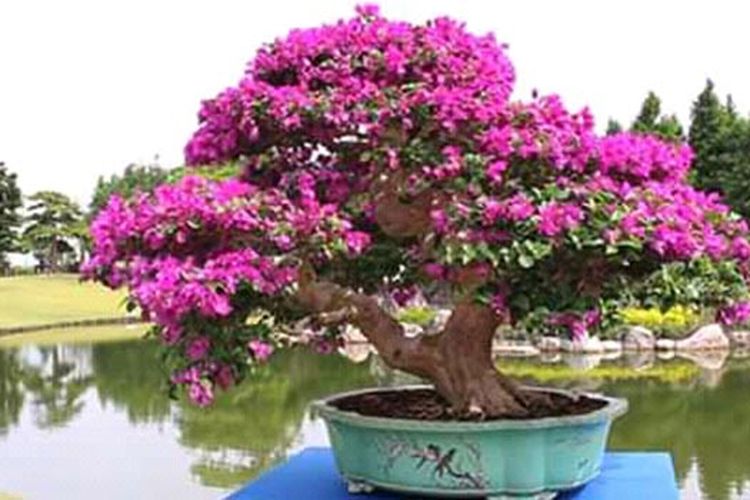 Detail Gambar Bonsai Bunga Kertas Nomer 21