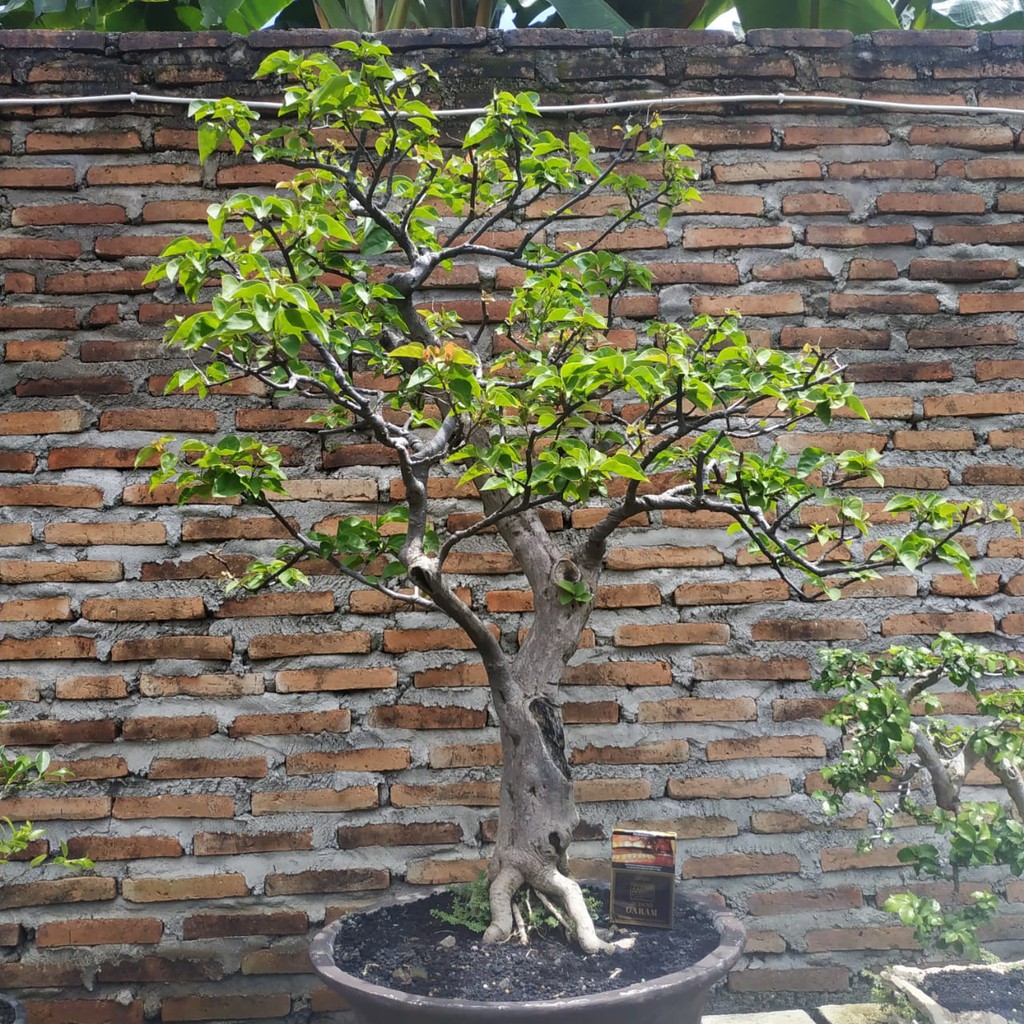 Detail Gambar Bonsai Bunga Kertas Nomer 41