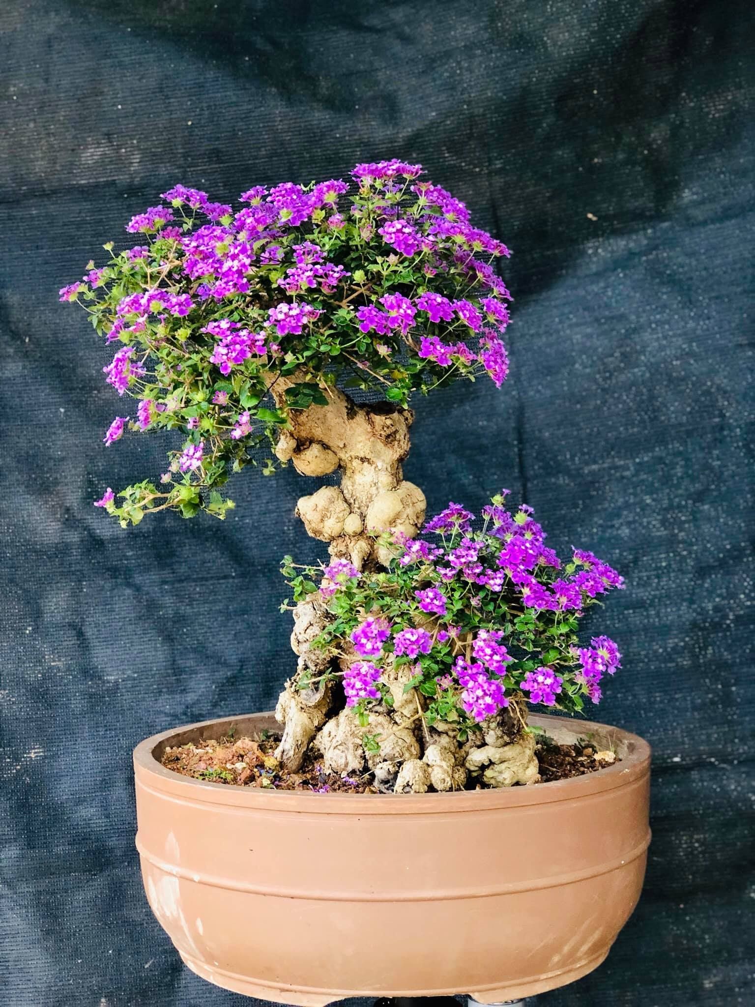 Detail Gambar Bonsai Bunga Lantana Nomer 16