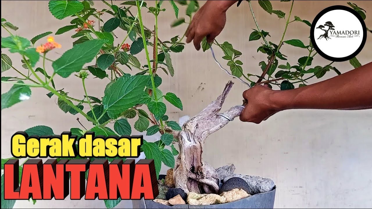 Detail Gambar Bonsai Bunga Lantana Nomer 28