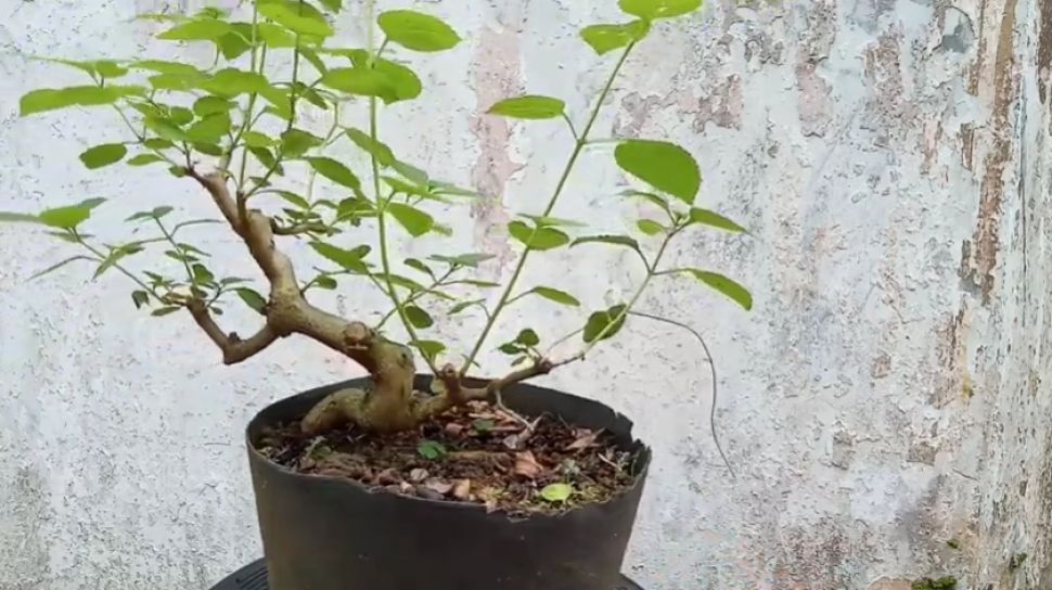 Detail Gambar Bonsai Bunga Lantana Nomer 29