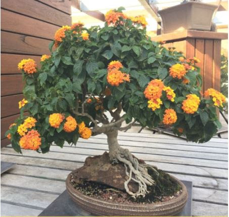 Detail Gambar Bonsai Bunga Lantana Nomer 35