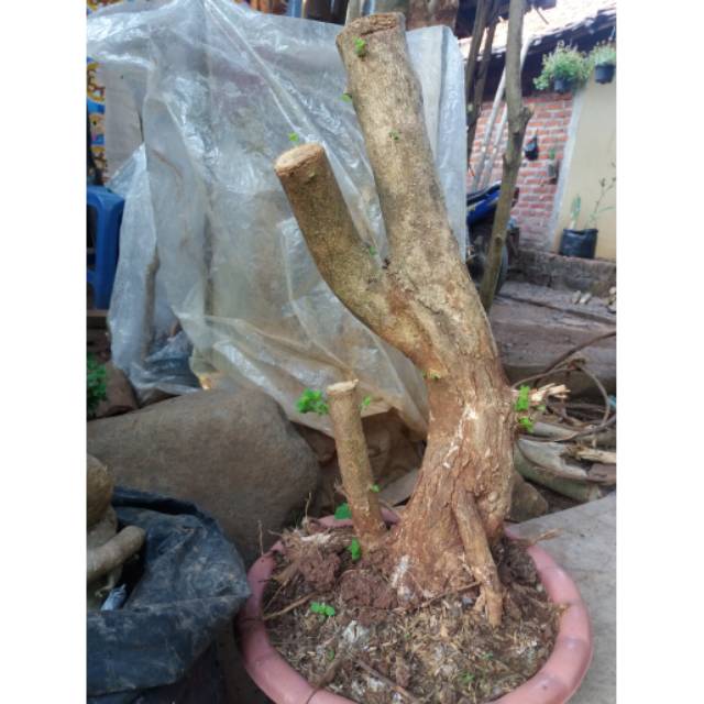 Detail Gambar Bonsai Bunga Lantana Nomer 45