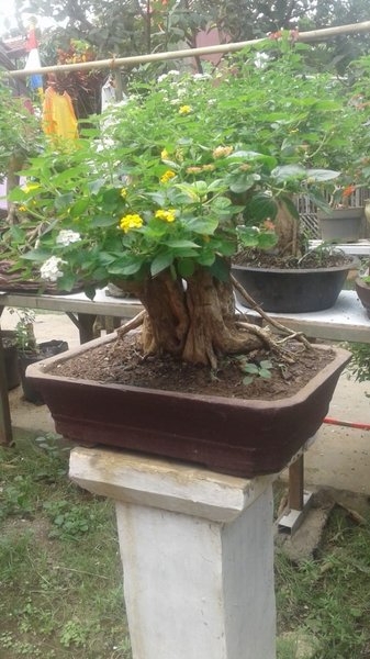 Detail Gambar Bonsai Bunga Lantana Nomer 50