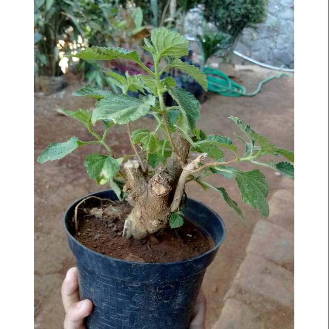 Detail Gambar Bonsai Bunga Lantana Nomer 51