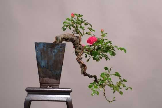 Detail Gambar Bonsai Bunga Mawar Nomer 4