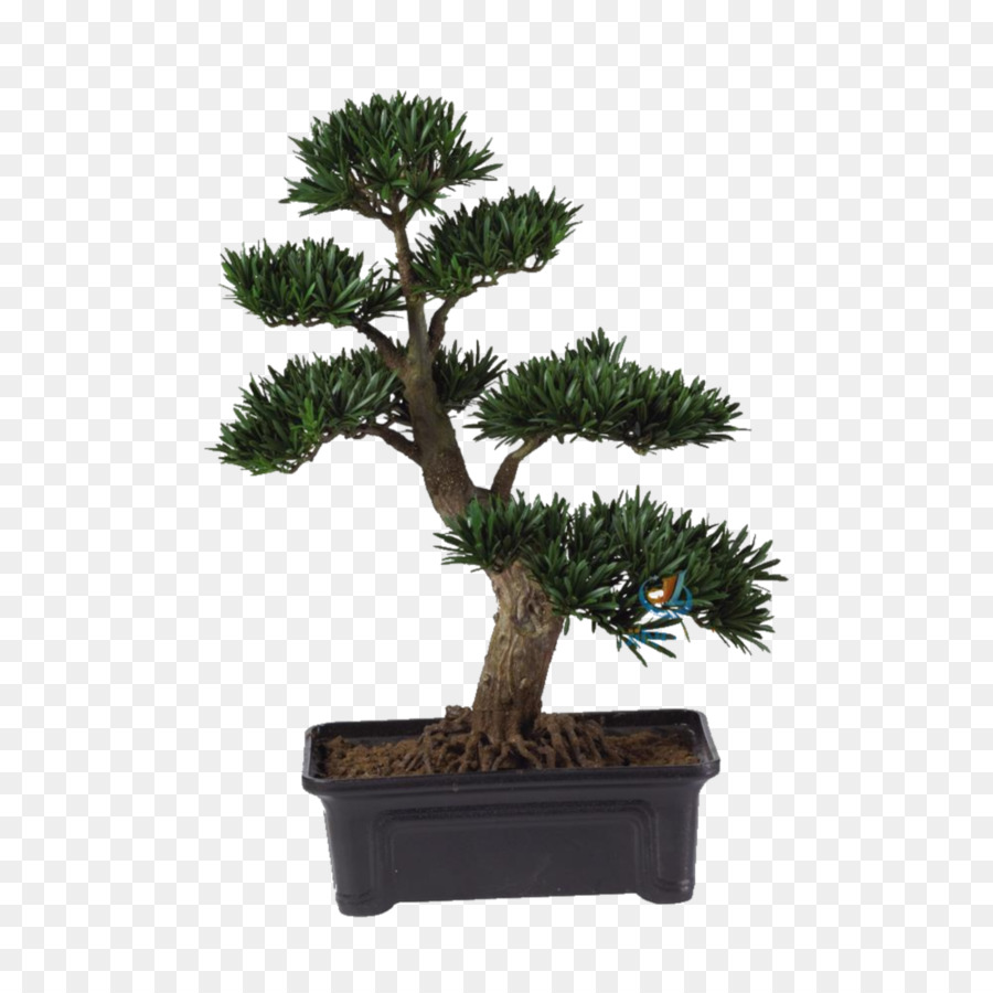 Detail Gambar Bonsai Bunga Mawar Nomer 34