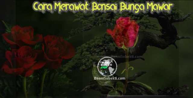 Detail Gambar Bonsai Bunga Mawar Nomer 37