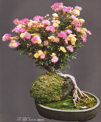 Detail Gambar Bonsai Bunga Mawar Nomer 6