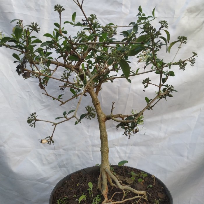 Gambar Bonsai Bunga Melati - KibrisPDR