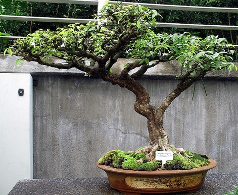 Detail Gambar Bonsai Bunga Melati Nomer 2