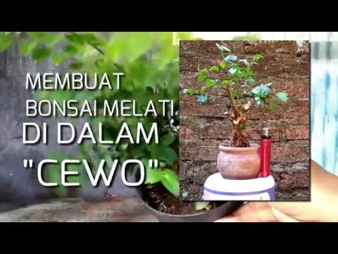 Detail Gambar Bonsai Bunga Melati Nomer 12