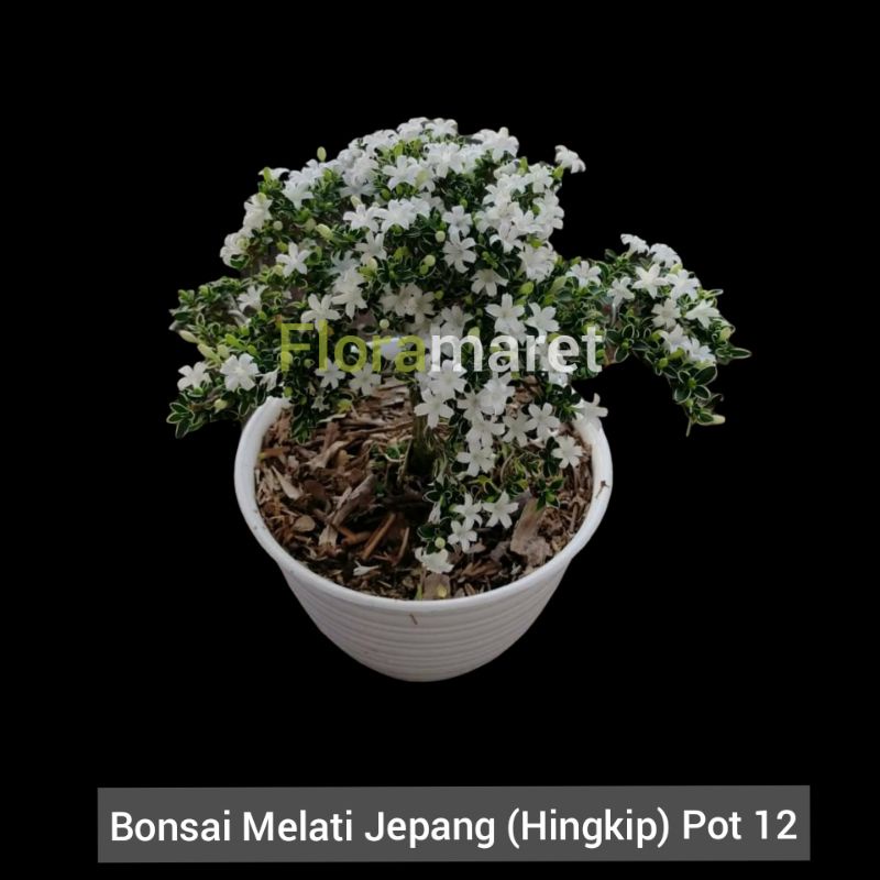 Detail Gambar Bonsai Bunga Melati Nomer 16