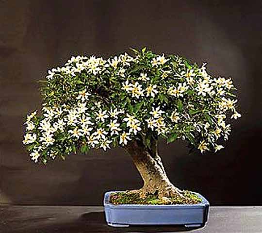 Detail Gambar Bonsai Bunga Melati Nomer 17