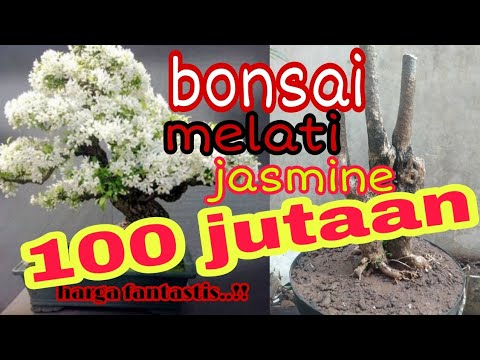 Detail Gambar Bonsai Bunga Melati Nomer 32