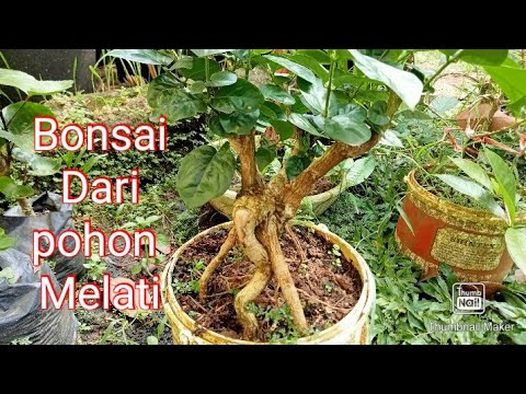 Detail Gambar Bonsai Bunga Melati Nomer 45