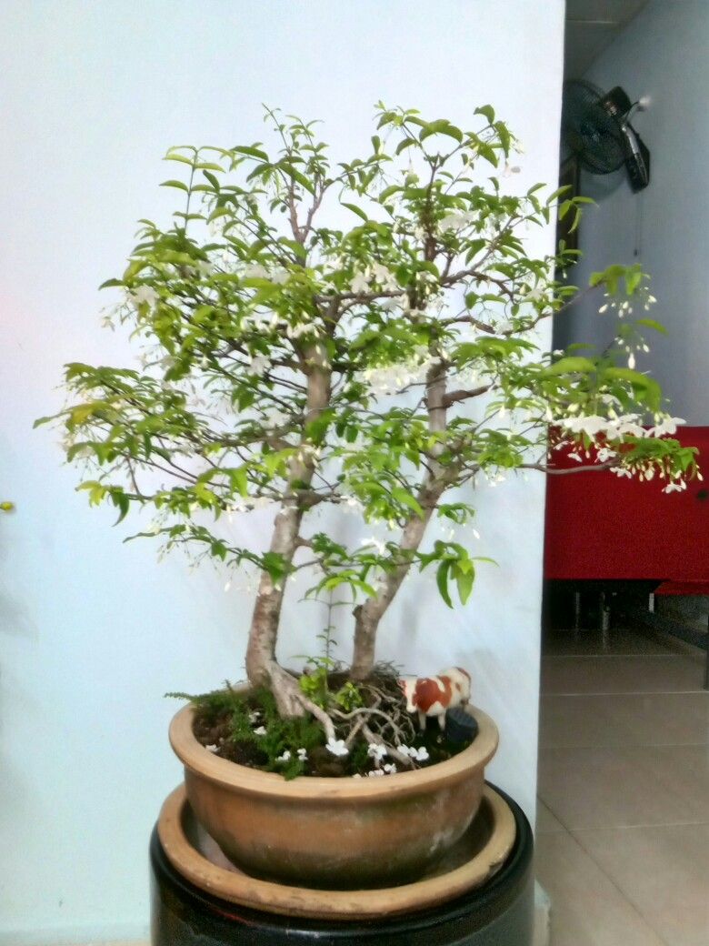 Detail Gambar Bonsai Bunga Melati Nomer 7