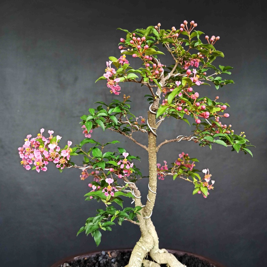 Detail Gambar Bonsai Bunga Sakura Nomer 12