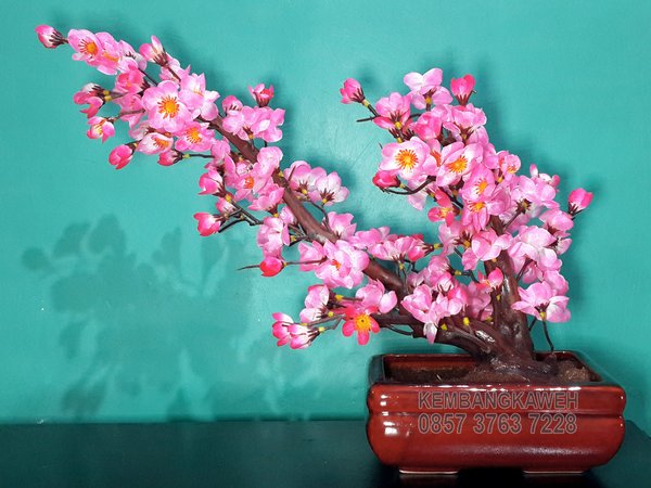 Detail Gambar Bonsai Bunga Sakura Nomer 16