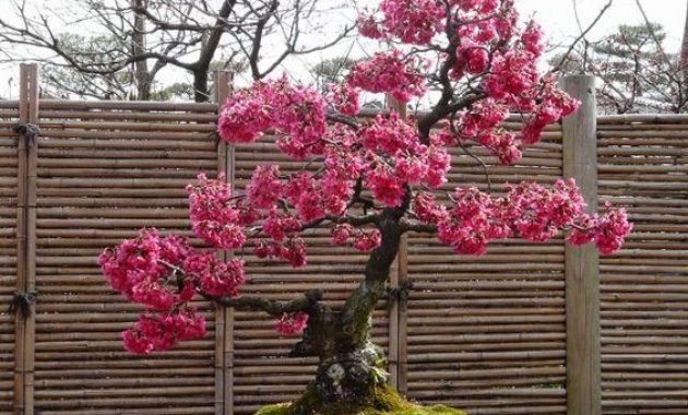 Detail Gambar Bonsai Bunga Sakura Nomer 22