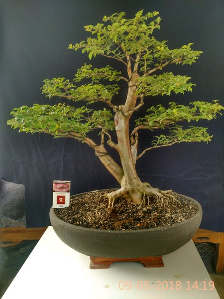 Detail Gambar Bonsai Bunga Sakura Nomer 25