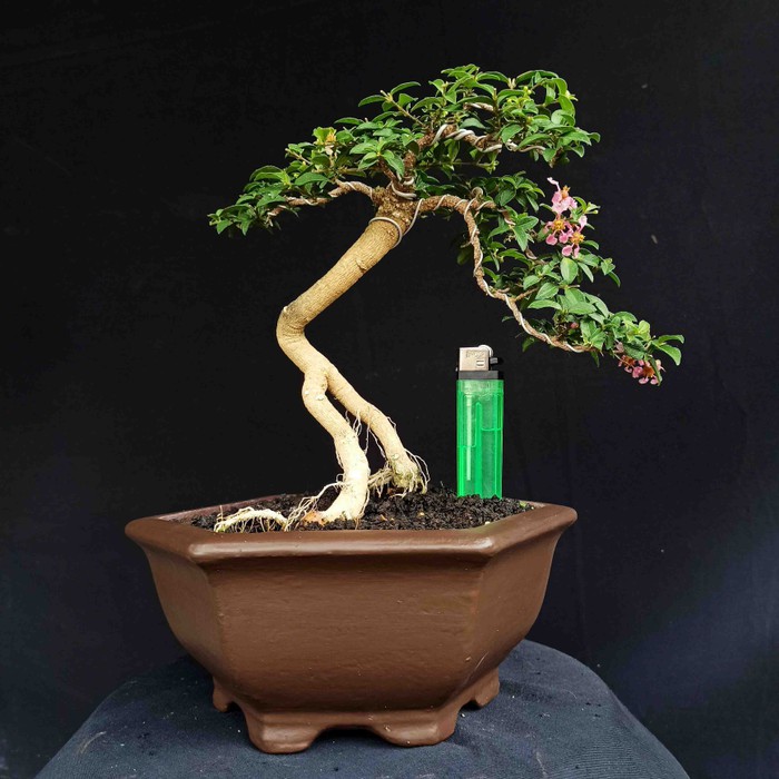 Detail Gambar Bonsai Bunga Sakura Nomer 28