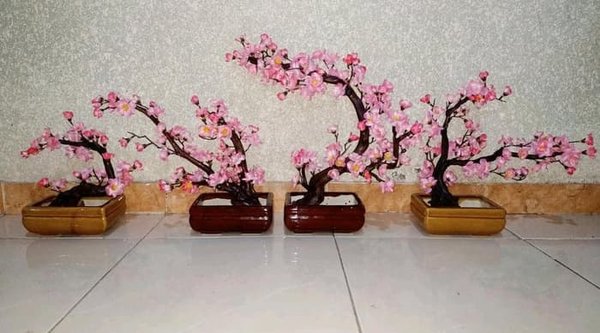 Download Gambar Bonsai Bunga Sakura Nomer 45