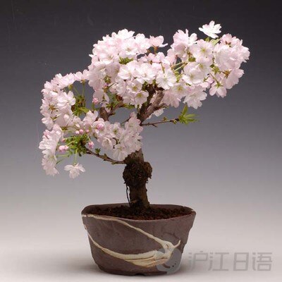 Detail Gambar Bonsai Bunga Sakura Nomer 55