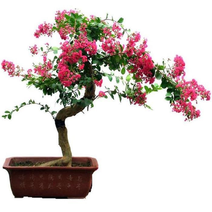 Detail Gambar Bonsai Bunga Sakura Nomer 9