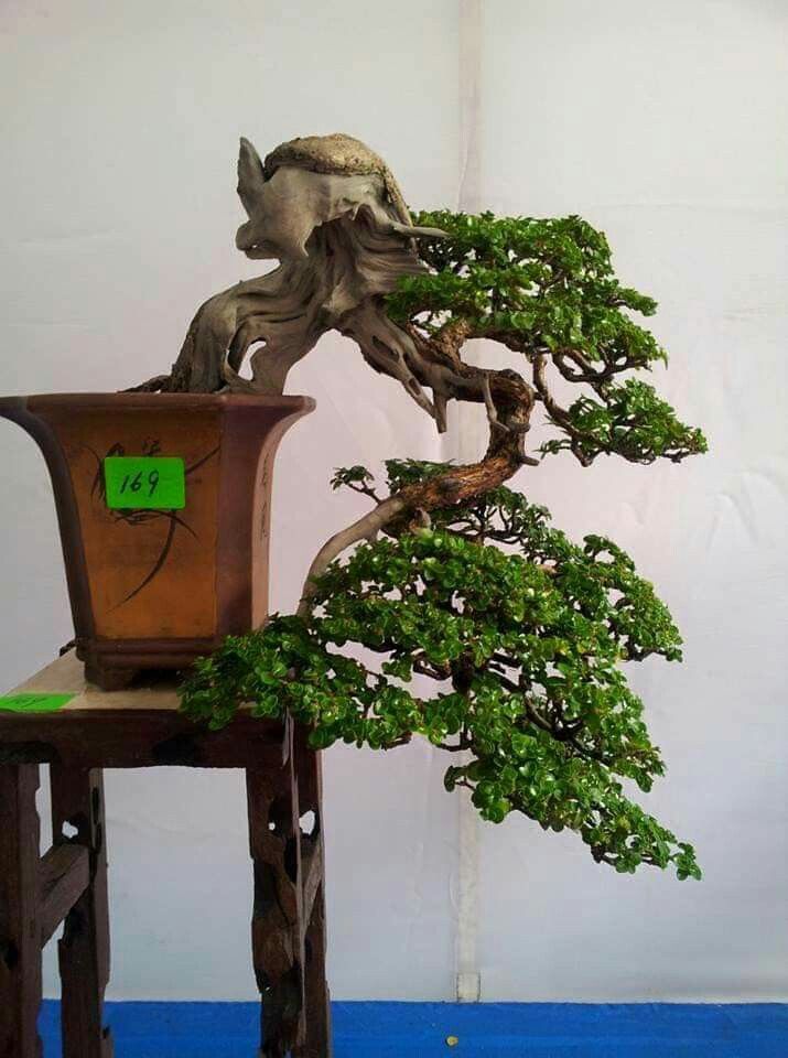 Gambar Bonsai Gaya Air Terjun - KibrisPDR