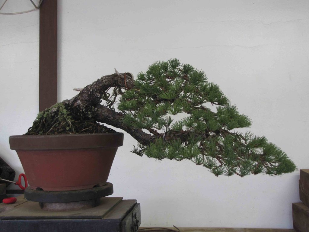 Detail Gambar Bonsai Gaya Air Terjun Nomer 11