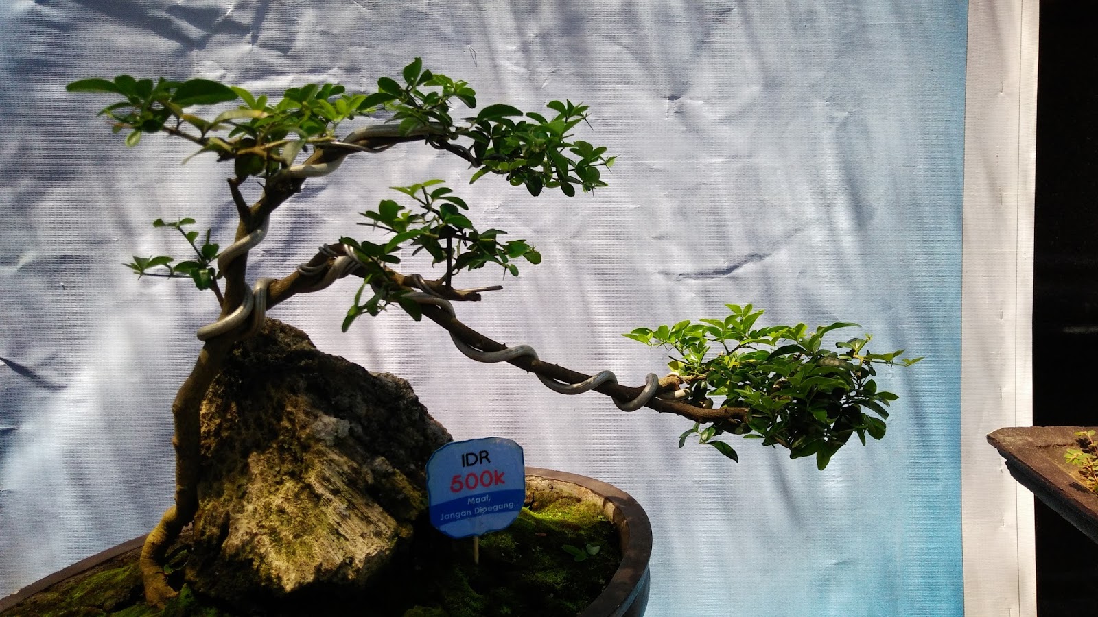 Detail Gambar Bonsai Gaya Air Terjun Nomer 18