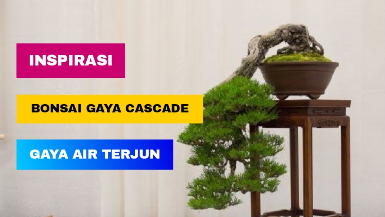 Detail Gambar Bonsai Gaya Air Terjun Nomer 22