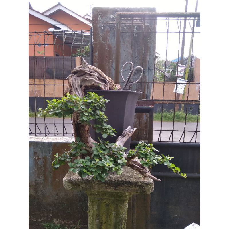 Detail Gambar Bonsai Gaya Air Terjun Nomer 23