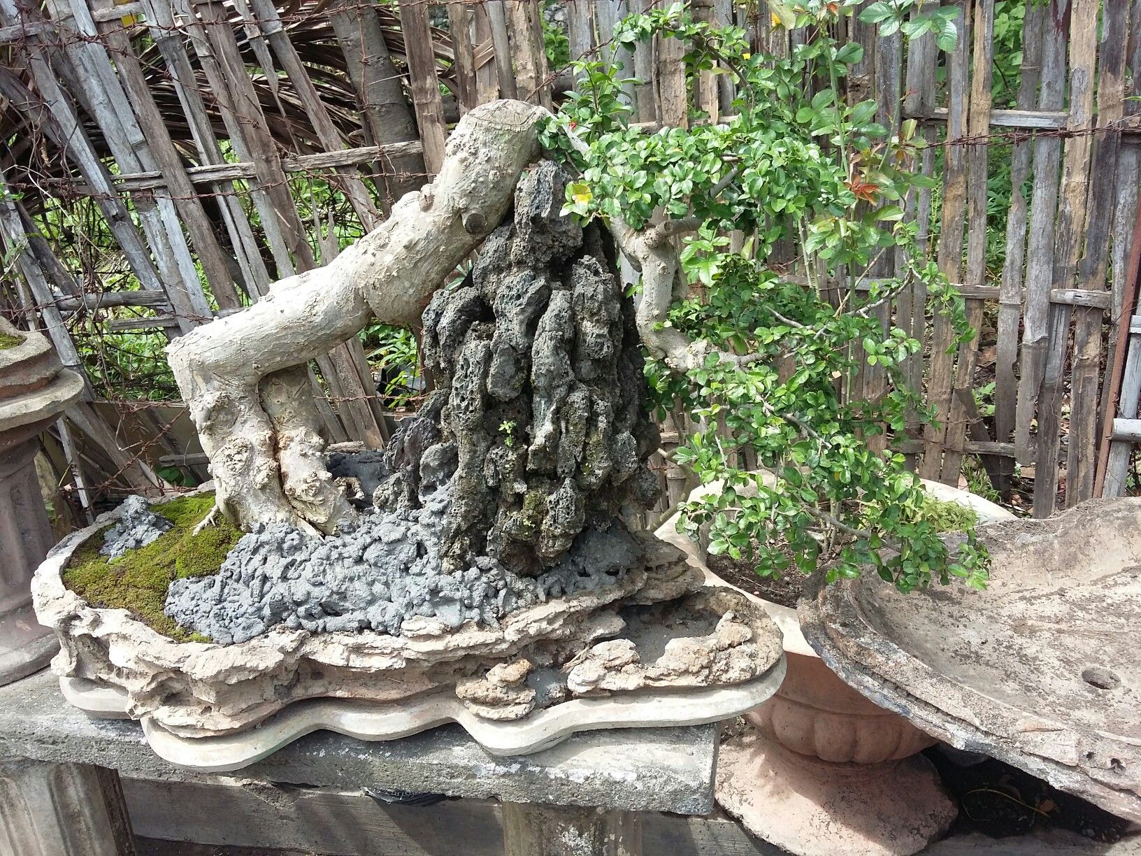 Detail Gambar Bonsai Gaya Air Terjun Nomer 27