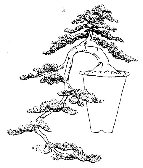 Detail Gambar Bonsai Gaya Air Terjun Nomer 29