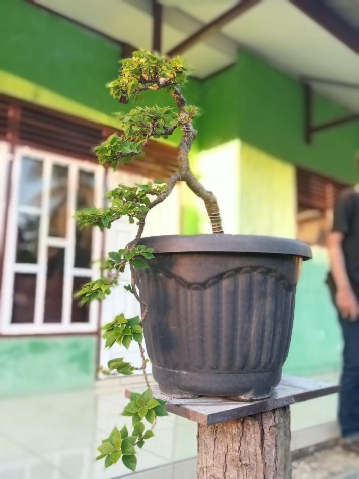 Detail Gambar Bonsai Gaya Air Terjun Nomer 30