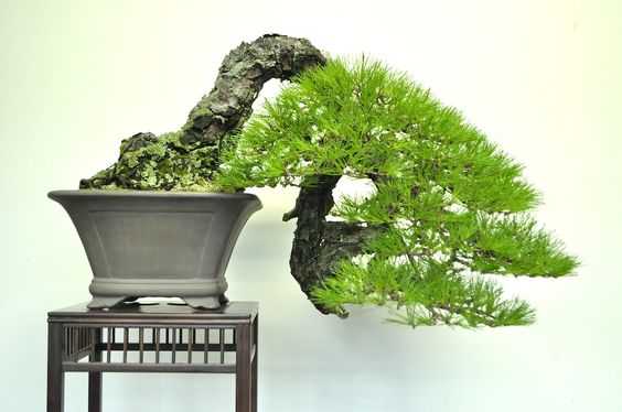 Detail Gambar Bonsai Gaya Air Terjun Nomer 31