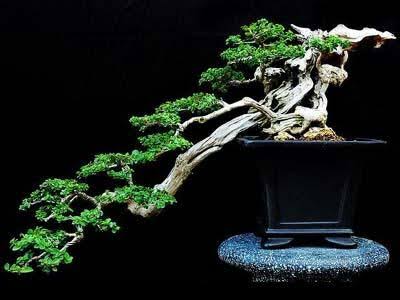 Detail Gambar Bonsai Gaya Air Terjun Nomer 33