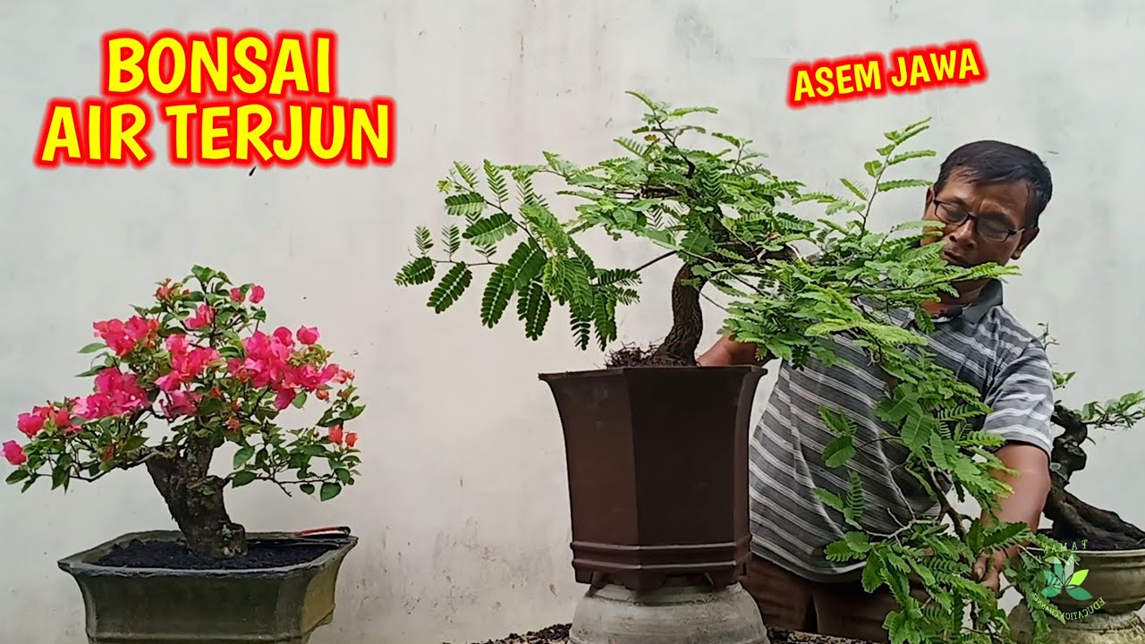 Detail Gambar Bonsai Gaya Air Terjun Nomer 34