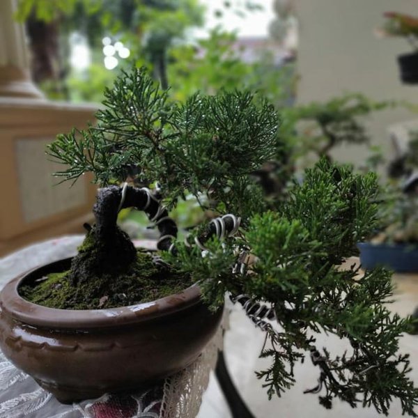 Detail Gambar Bonsai Gaya Air Terjun Nomer 52