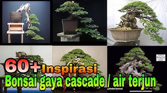 Detail Gambar Bonsai Gaya Air Terjun Nomer 7