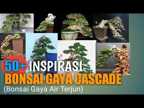 Detail Gambar Bonsai Gaya Air Terjun Nomer 9