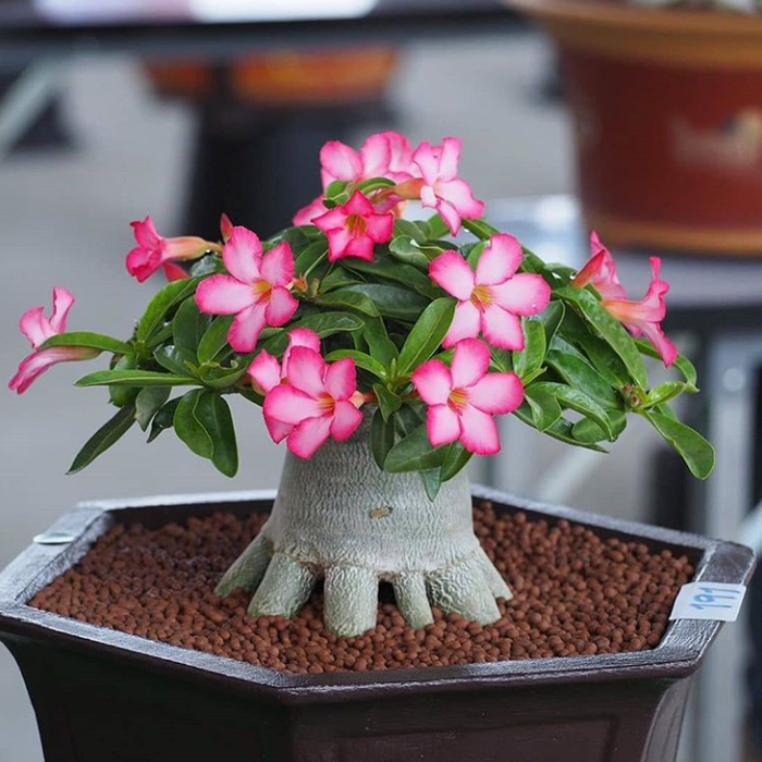 Gambar Bonsai Kamboja - KibrisPDR