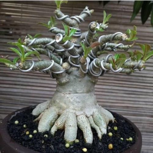 Detail Gambar Bonsai Kamboja Nomer 2