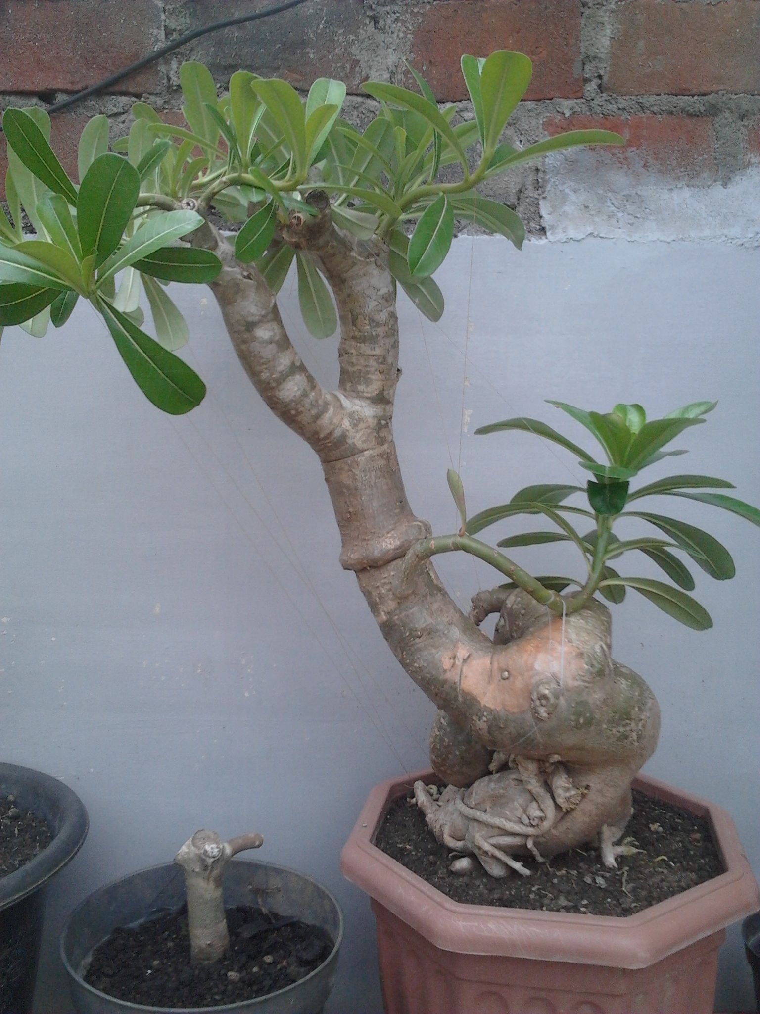 Detail Gambar Bonsai Kamboja Nomer 12