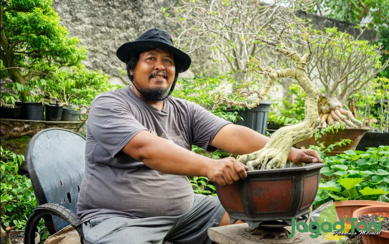 Detail Gambar Bonsai Kamboja Nomer 31