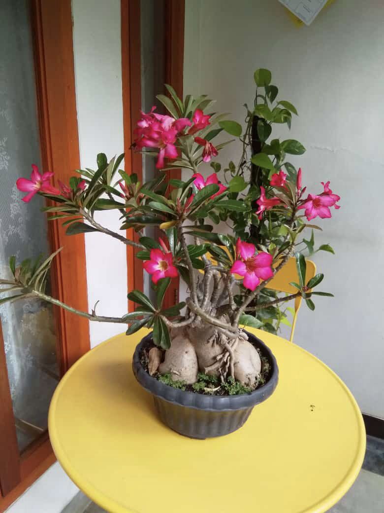 Detail Gambar Bonsai Kamboja Nomer 38