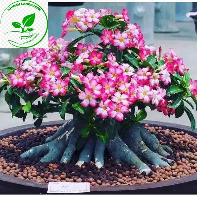 Detail Gambar Bonsai Kamboja Nomer 41