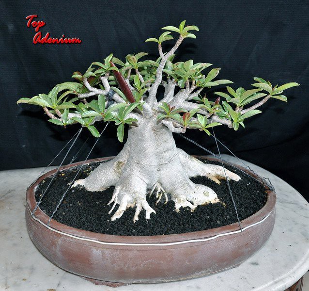 Detail Gambar Bonsai Kamboja Nomer 44